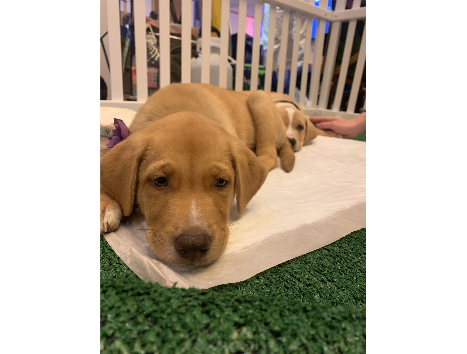 secoda puppies